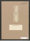Diatomeae indet. Zeichnungen Sammlung Grunow Nr. 3319 (NHMW-BOT-W0370818)